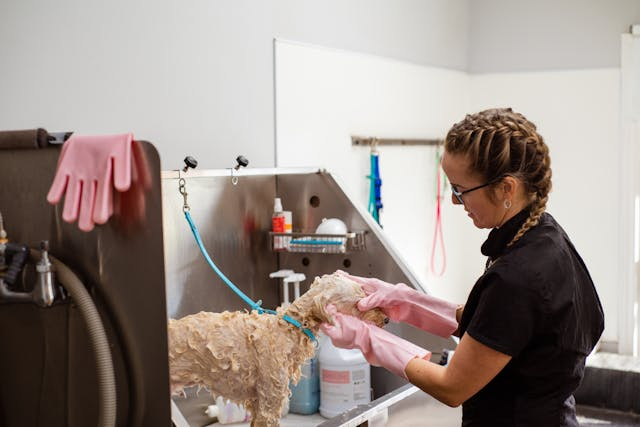 Une adolescente en formation sur des travaux de toilettage.